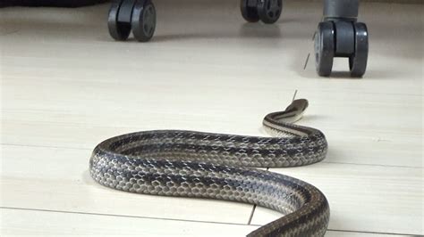 家の中に蛇